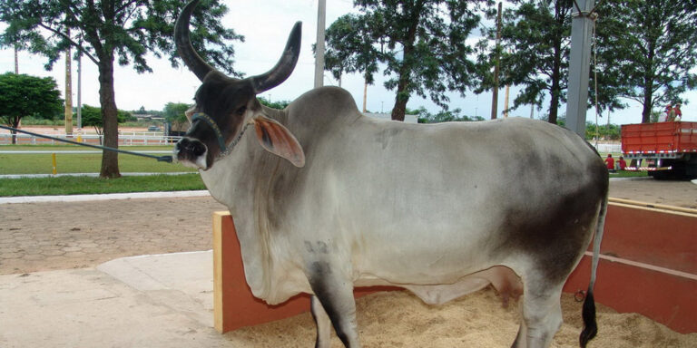 Bresaola della Valtellina IGP: il vero viaggio della carne che arriva sulle nostre tavole