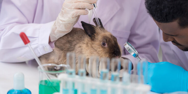 Intelligenza Artificiale e sperimentazione animale: come l’AI sta salvando milioni di vite