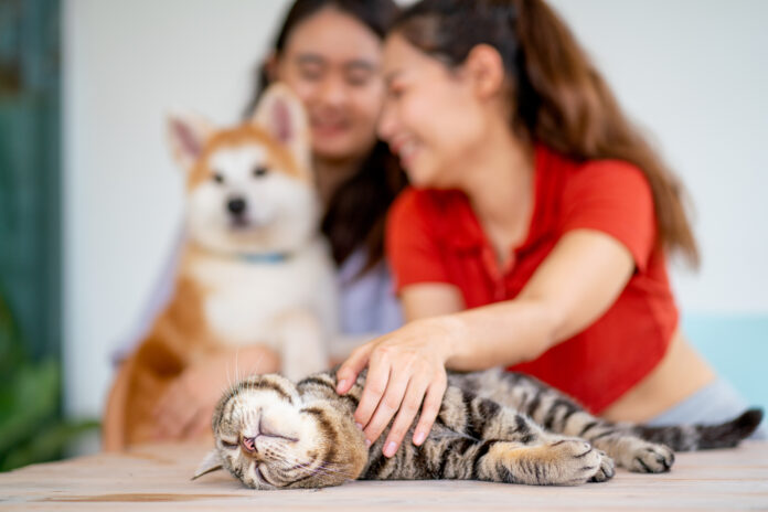 Due donne sorridenti accarezzano un gatto tigrato sdraiato e rilassato su un tavolo, con un cane sullo sfondo.