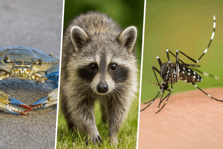 Gli alieni sono già qui (e noi li abbiamo invitati): come riconoscere e fermare le specie invasive prima che sia troppo tardi