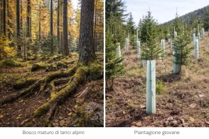 Foresta matura di larici alpini con lettiera e suolo forestale complesso: un ecosistema che impiega oltre un secolo a strutturarsi