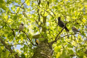 Passeri e merli su rami di un albero urbano in primavera, durante la stagione di nidificazione