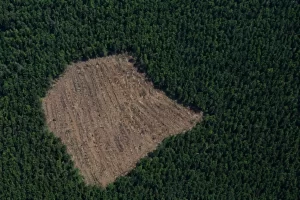 Immagine satellitare disboscamento bosco Italia area protetta - Eywa Divulgazione Vista satellitare di bosco italiano con area di disboscamento visibile, confronto copertura forestale prima e dopo taglio
