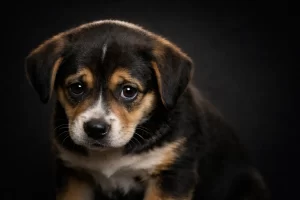 Cucciolo con sguardo sottomesso — tutela animale e denuncia - Eywa Divulgazione Cucciolo di cane con testa bassa e orecchie abbassate che guarda in camera con espressione malinconica, su sfondo scuro neutro