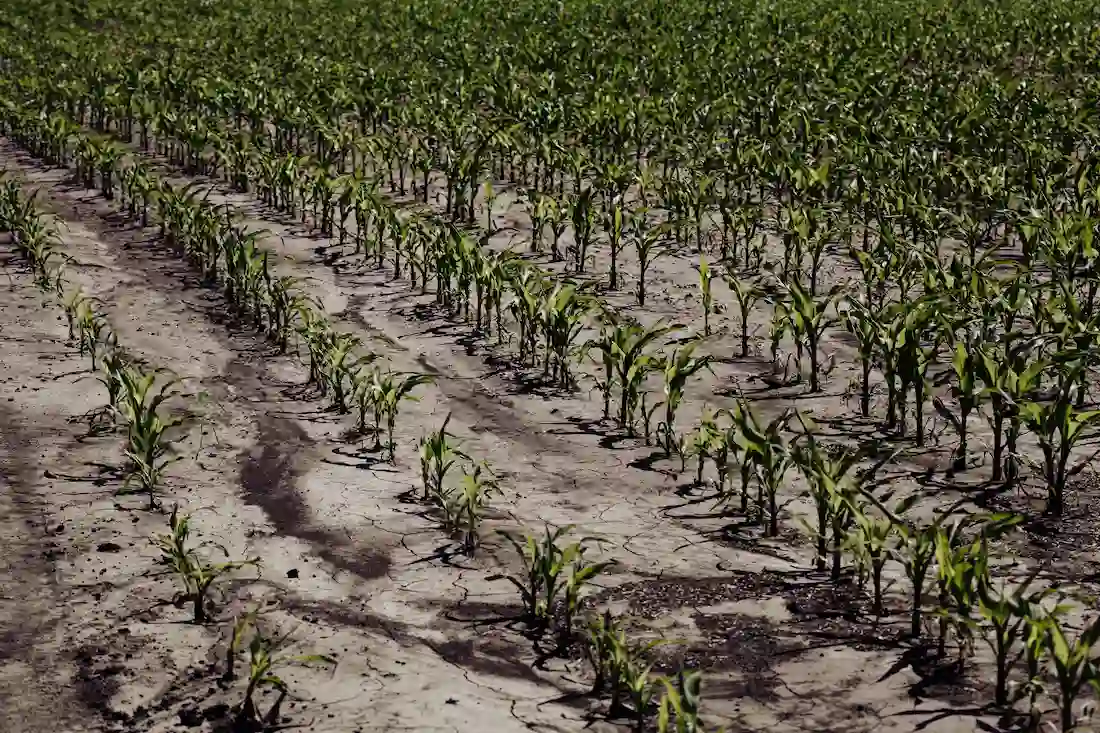 Coltivazioni su un terreno secco