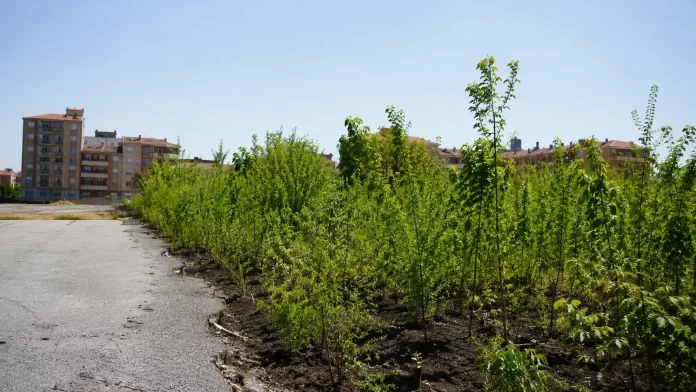 Giovani alberi e arbusti autoctoni piantati fitti su suolo depavimentato, dove prima c’era asfalto, in un contesto urbano sotto il sole estivo