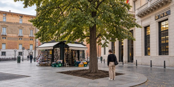 Aiuola di terra appena aperta nella pavimentazione di una piazza genovese, attorno al tronco di un tiglio adulto