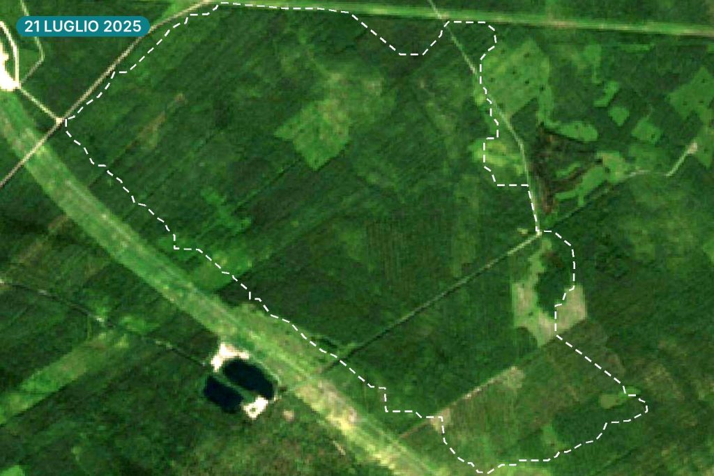 Immagine satellitare di un’area boscosa a Muhos il 21 luglio 2025, con un tratteggio bianco che delimita la zona poi tagliata